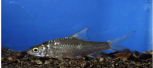 Gambar 1. Ikan  lalawak (Barbodes balleroideshttp://www.fishbase.org/Photos/ThumbnailsSummary.cfm?ID=17363 )  
