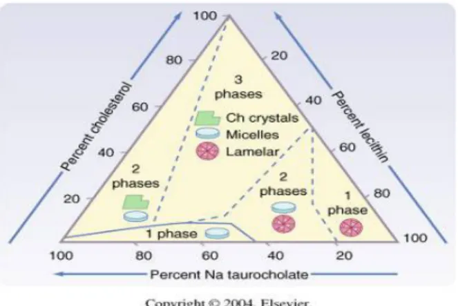 Diagram fase triangular terbentuknya batu kolesterol 