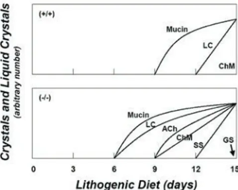 Gambar 2. Mekanisme mobilisasi dan pengeluaran kolesterol pada jaringan adipose selama restriksi kaloriGambar 1