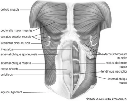 Gambar 3: anatomi abdomen (Widjanarko, 2010).