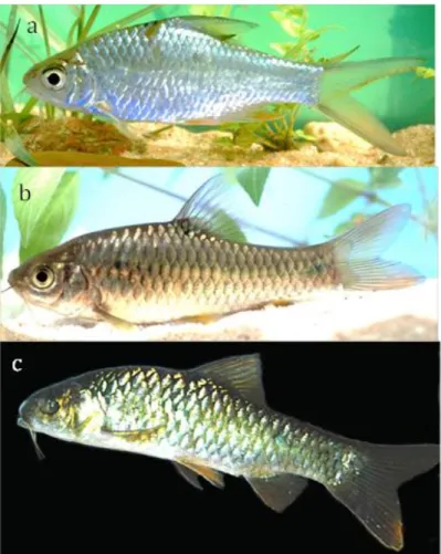 Gambar 6. Tiga jenis ikan famili Cyprinidae: a. Barbonymus gonionotus, b. Barbodes binotatus,   dan c
