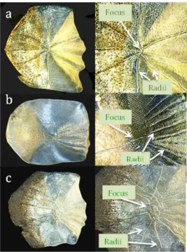 Gambar 7. Struktur sisik ikan: a. Barbodes binotatus, b. Barbonymus gonionotus, c. Kalimantania lawak 