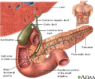 Gambar 2.1. Anatomi kandung empedu dan saluran bilier   (sumber: www.pennstatehershey.adam.com) 