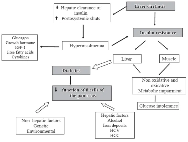 Gambar 2. Patofisiologi Hepatogenous Diabetes.  30 