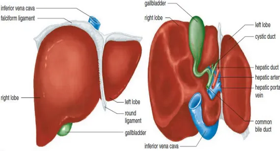 Gambar 2.1. Anatomi Hati secara Makroskopik (a)
