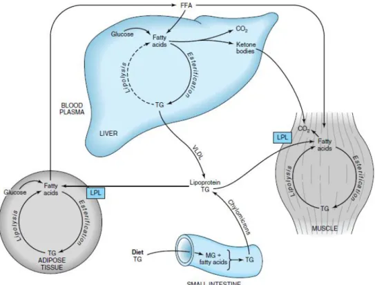 Gambar 2.3. Transportasi Substrat Lipid dan Metabolitnya  Sumber : Mayes &amp; Bender, 2003
