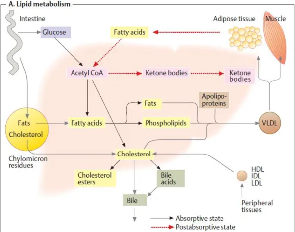 Gambar 2.4. Metabolisme Lipid  Sumber : Koolman &amp; Roehm, 2005