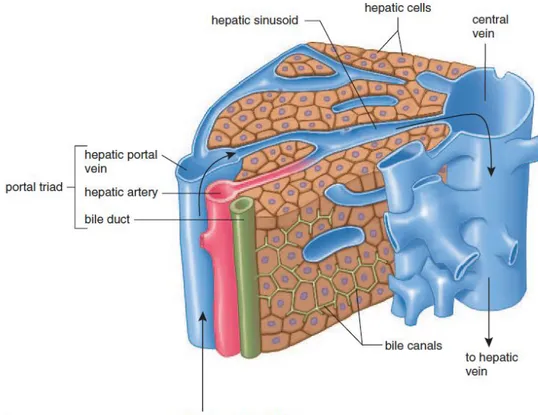 Gambar 2.2. Anatomi Hati secara Mikroskopik (b)