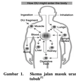 Gambar 1.   Skema jalan masuk uranium ke  tubuh [5]