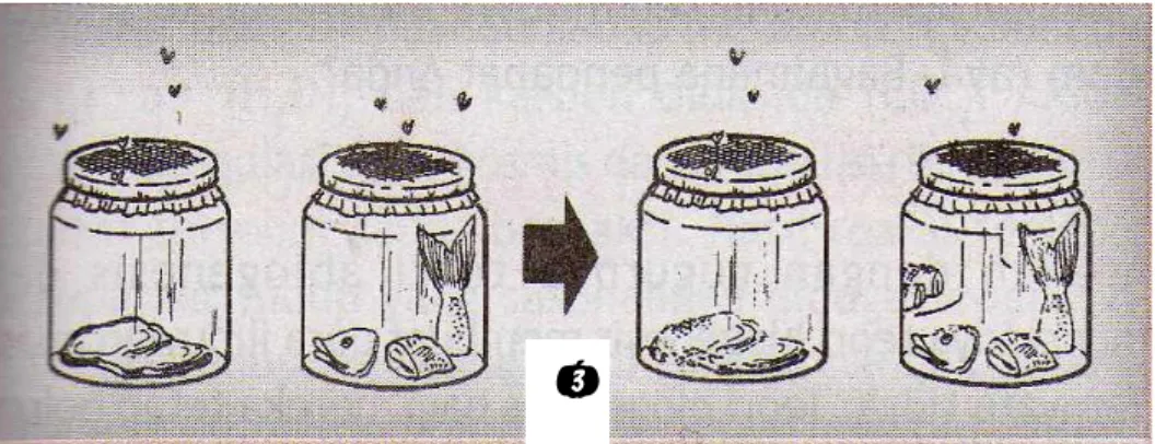 Gambar 5.1 Rancangan Percobaan Fransisco Redi (Sumber:Amien, Moh., dkk, 1995) 