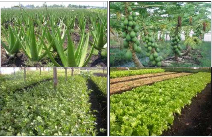Gambar 6.  Beberapa jenis tanaman di Kawasan Sentra Agribisnis; lidah buaya (Aloevera Chinensis), pepaya (Carica papaya), seledri (Apium groveoles), dan salad (   Brassica sp)