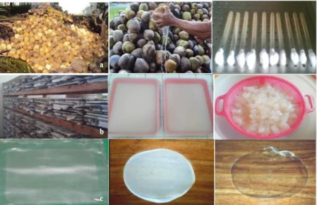 Gambar  1.  Pembuatan  bioselulosa  dari  nata  de  coco  :  a)  buah  kelapa  di  areal  perkebunan,  buah  utuh,  tanpa  sabut,    pembelahan  buah  dan  airnya  hanya  terbuang  di  areal  perkebunan,  biakan  murni  A
