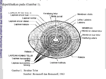 Gambar 1.  Struktur Telur 