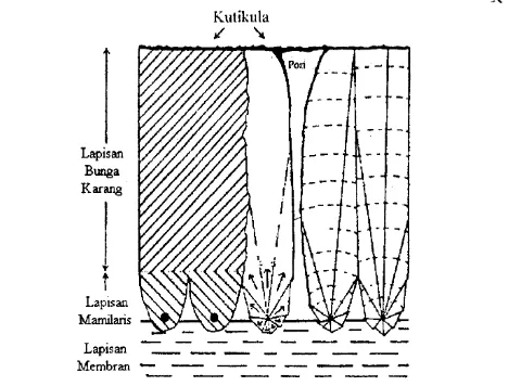 Gambar 2.  Diagram Radial Kerabang Telur  
