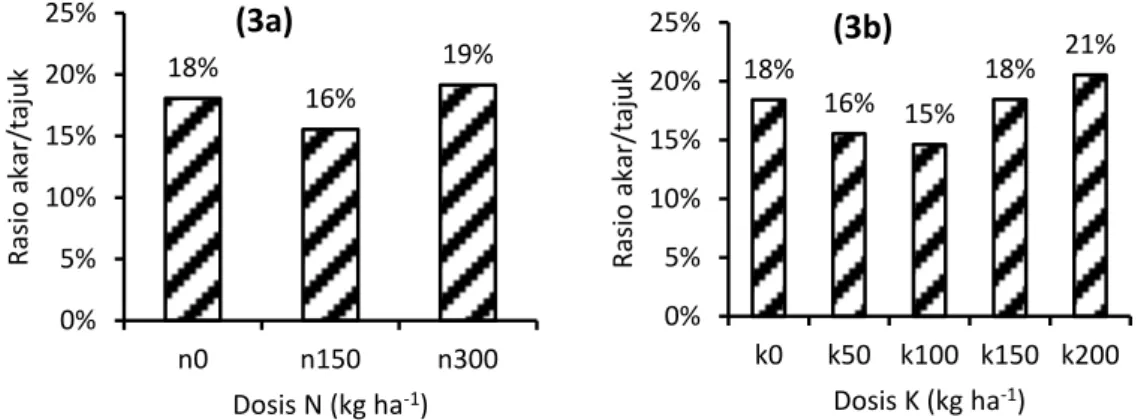 Gambar 3. Rasio akar/tajuk [(3a) dengan perbedaan dosis N, (3b) dengan perbedaan  dosis K] tanaman okra yang diberikan berbagai dosis pupuk N dan K