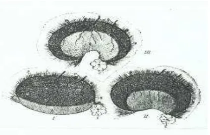 Gambar  2 Ovarium tampak seperti ginjal (Hafez & Hafez 2000). 