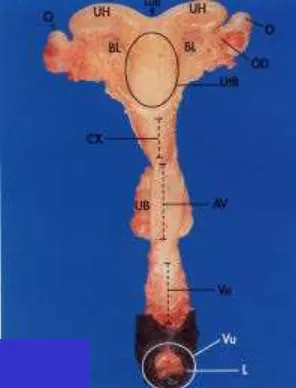 Gambar 4 Saluran reproduksi kuda betina. AV = anterior vagina, BL = broad ligament (mesometrial portion), CX = cervix, EUB = external uterine bifurcatio, L = labia, O = ovary, OD = oviduct, TF = transverse fold, UB = urinary bladder, UtB = uterine body, UH