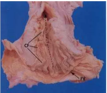 Gambar 5. CF = Cervical fold, FV= Fornix vaginae (Senger 1999). 