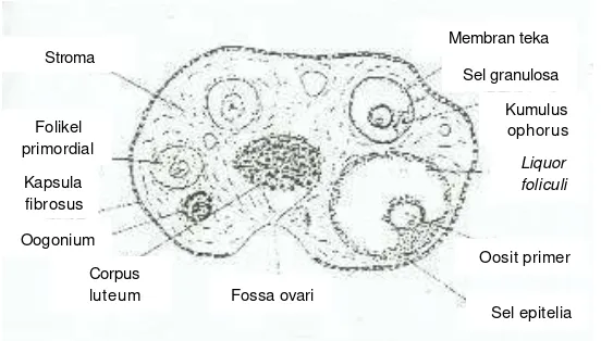 Gambar 6 Perkembangan folikel dan ovulasi pada ovarium (Morel 2002). 