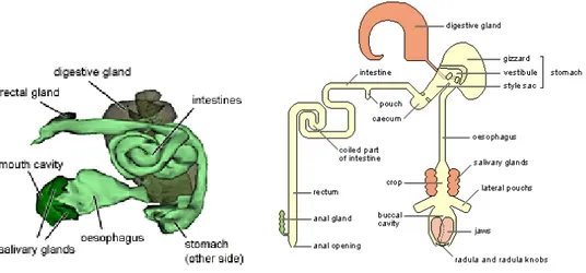 Gambar 4.  Sistem pencernaan keong murbei (Ghesquiere 1999) 