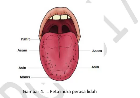 Gambar 4. … Peta indra perasa lidah 