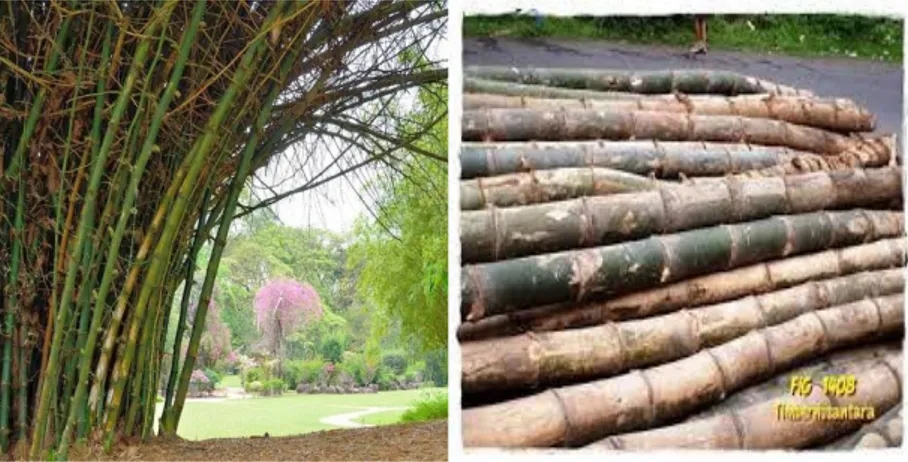 Gambar 2.12. Pohon Bambu Ori  (Sumber: Yanu Rianto, 2011) 
