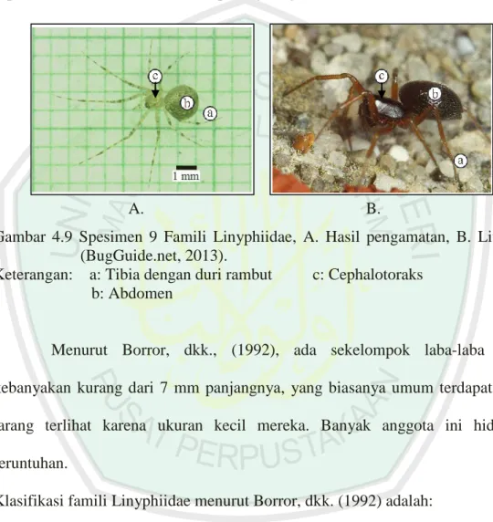 Gambar  4.9  Spesimen  9  Famili  Linyphiidae,  A.  Hasil  pengamatan,  B.  Literatur  (BugGuide.net, 2013)