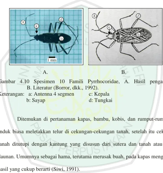 Gambar  4.10  Spesimen  10  Famili  Pyrrhocoridae,  A.  Hasil  pengamatan,                 B