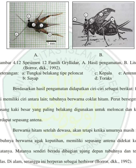 Gambar  4.12  Spesimen  12  Famili  Gryllidae,  A.  Hasil  pengamatan,  B.  Literatur  (Borror, dkk., 1992)