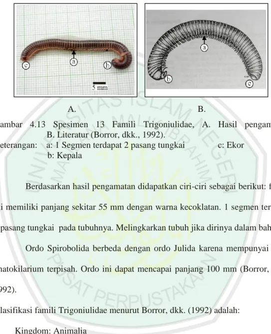 Gambar  4.13  Spesimen  13  Famili  Trigoniulidae,  A.  Hasil  pengamatan,                 B