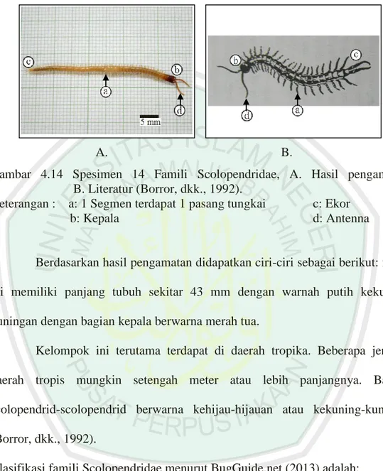 Gambar  4.14  Spesimen  14  Famili  Scolopendridae,  A.  Hasil  pengamatan,              B