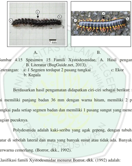 Gambar  4.15  Spesimen  15  Famili  Xystodesmidae,  A.  Hasil  pengamatan,              B