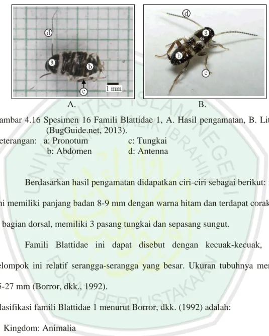 Gambar 4.16 Spesimen 16 Famili Blattidae 1,  A. Hasil pengamatan,  B.  Literatur  (BugGuide.net, 2013)