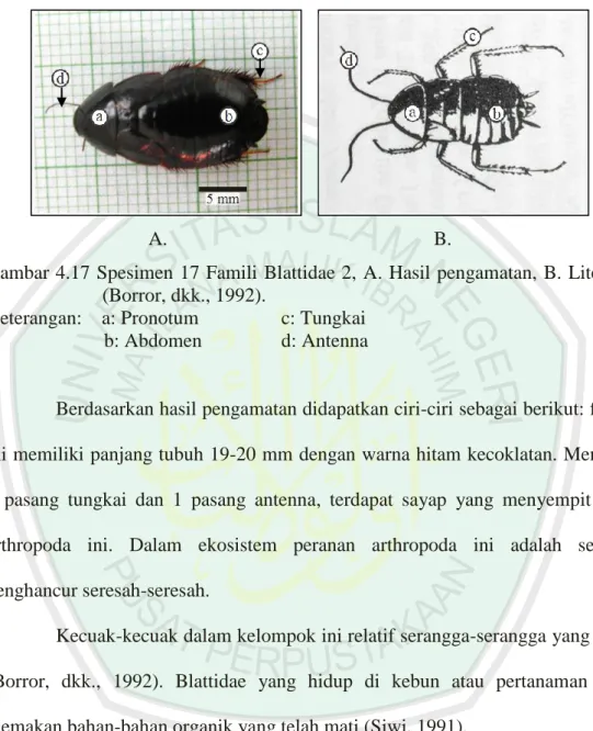 Gambar 4.17 Spesimen 17 Famili  Blattidae 2,  A. Hasil pengamatan,  B.  Literatur  (Borror, dkk., 1992)