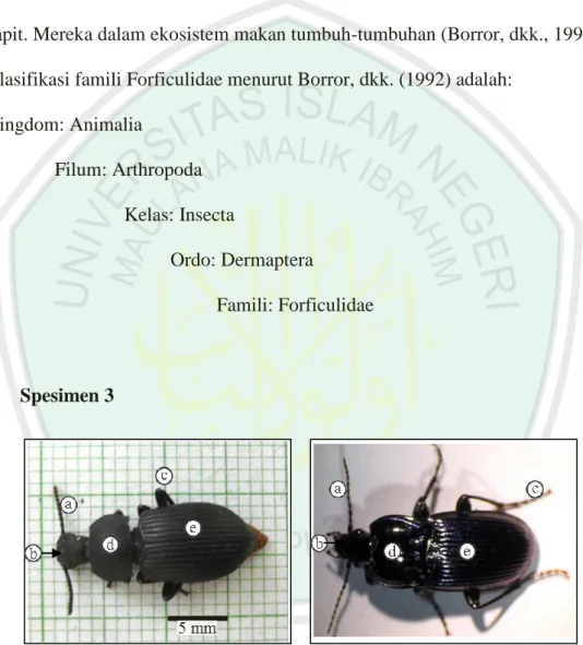 Gambar  4.3  Spesimen  3  Famili  Carabidae  1,  A.  Hasil  pengamatan,  B.  Literatur  (Borror, dkk., 1992)