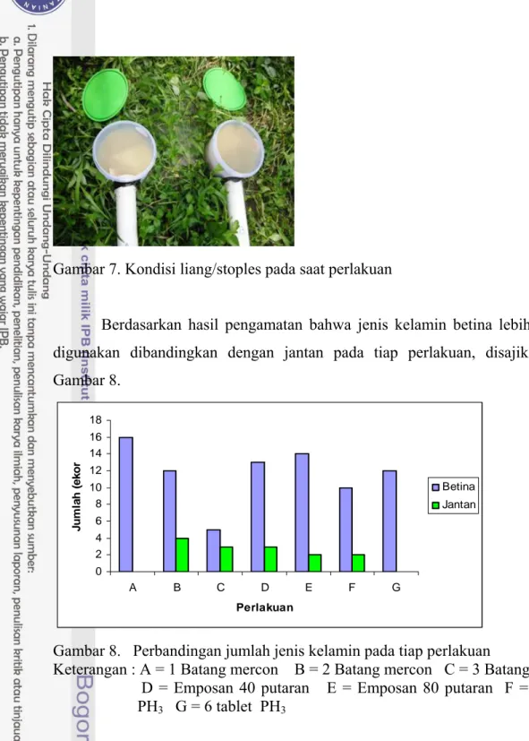 Gambar 7. Kondisi liang/stoples pada saat perlakuan 