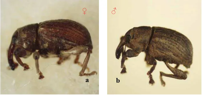 Gambar 6   Pupa N. eichhorniae (Pembesaran 2,5 x) 