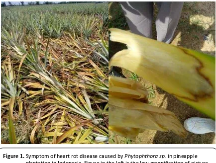 Figure 1. Symptom of heart rot disease caused by Phytophthora sp. in pineapple 