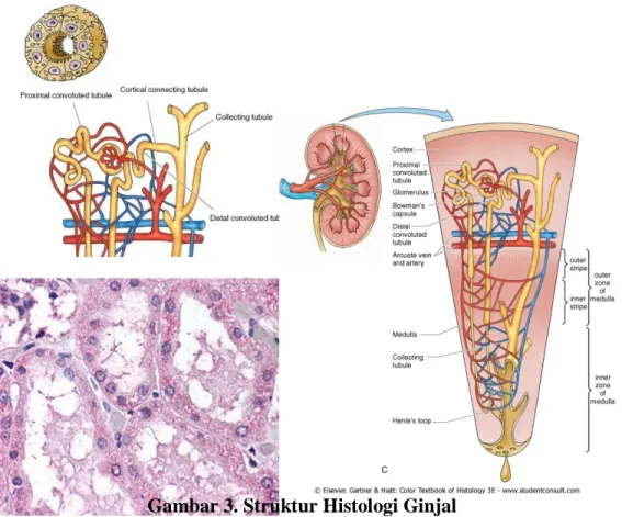 Gambar 3. Struktur Histologi Ginjal 