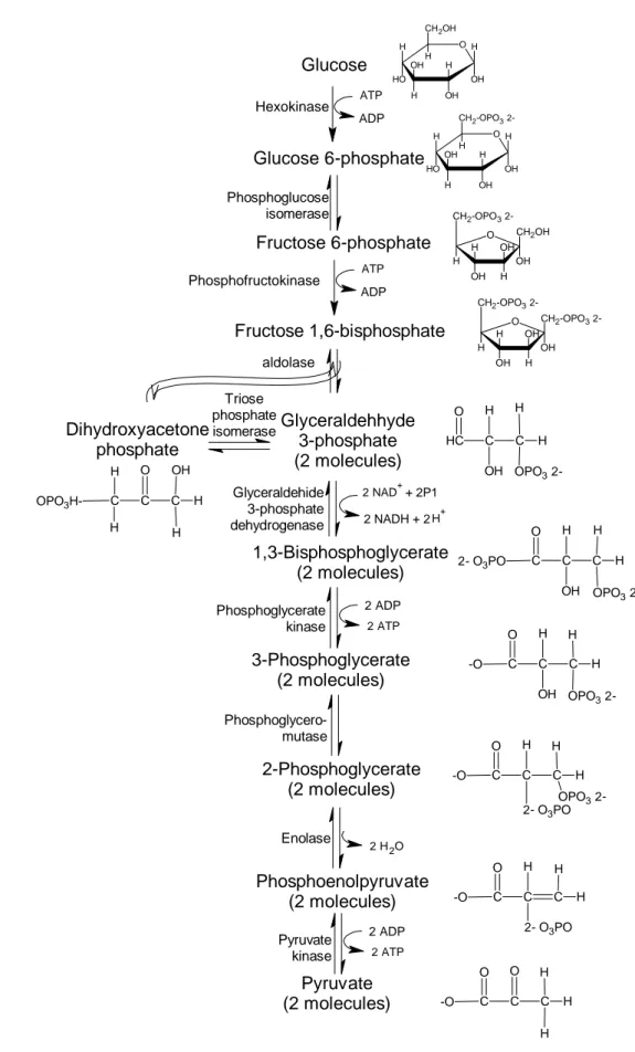 Gambar 2  Tahap glikolisis (Embden-Meyerhof-Parnas Pathway) (Crueger &amp; 