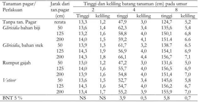 Tabel 2. Pertumbuhan tanaman jagung pada berbagai jarak dari tanaman pagar pada berbagai macam perlakuan (Jagung 2, musim kemarau)