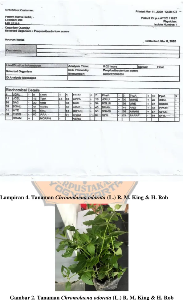 Gambar 2. Tanaman Chromolaena odorata (L.) R. M. King &amp; H. Rob 
