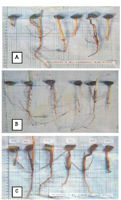 Gambar 1. Perkecambahan benih aren yang diekstraksi 10 hari (A), 20 hari (B) dan 30 hari (C) pada  berbagai perlakuan fisik.