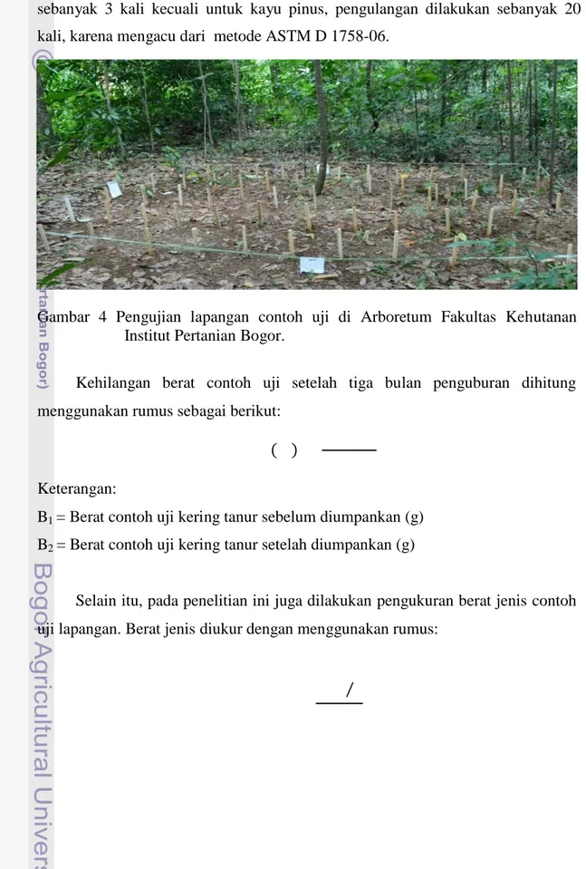 Gambar  4  Pengujian  lapangan  contoh  uji  di  Arboretum  Fakultas  Kehutanan  Institut Pertanian Bogor