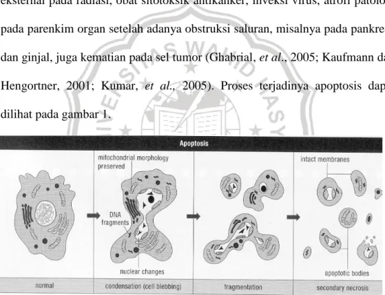 Gambar 1. Proses terjadinya apoptosis (Bobe, 2002) 