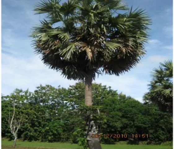 Gambar 1 Pohon gewang (Corypha utan Lamk.) 