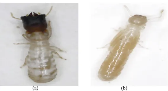 Gambar  4  Kasta  prajurit  (a)  dan  kasta  pekerja  (b)  rayap  kayu  kering  C. 