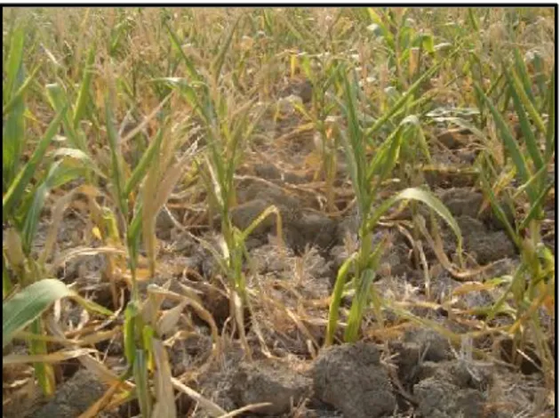 Gambar : adaptasi masyarakat bidang pertanian dengan menanam jagung c. Adaptasi dalam bidang ekonomi