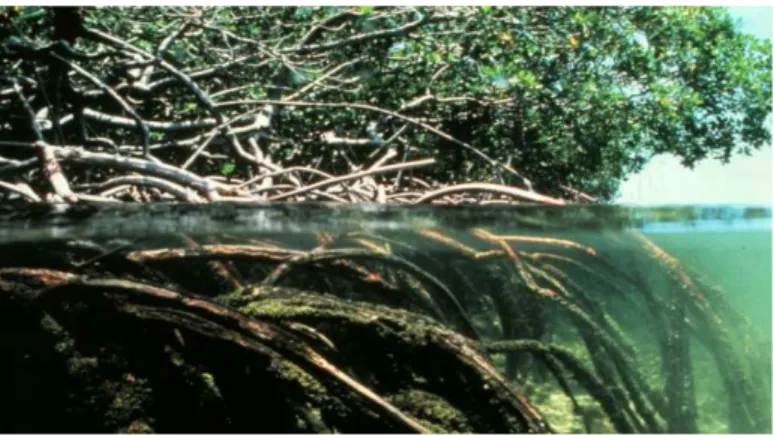 Gambar Pandangan di atas dan di bawah air, dekat perakaran pohonbakau, Rhizophorasp. 