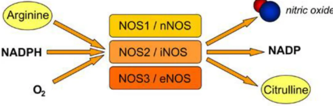 Gambar 2.2 Skema Proses Sintesis Nitric oxide (NO) (Dash, 2015) 